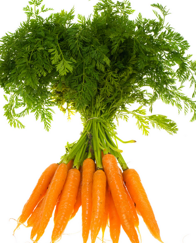 秋日食養(yǎng)正當(dāng)時(shí) 聚焦時(shí)令蔬菜與茶葉種植的養(yǎng)生智慧