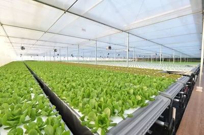 年產(chǎn)19茬蔬菜的工廠到底有多“恐怖”？全面揭秘京東植物工廠