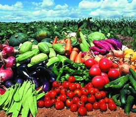 福永、沙井及深圳地區(qū)的農(nóng)產(chǎn)品與綠植服務(wù)概覽 蔬菜配送、批發(fā)與苗木供應(yīng)