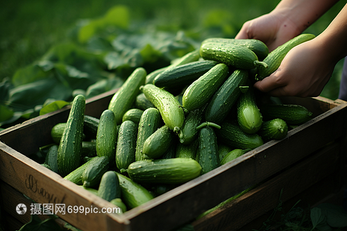 綠葉蔬菜采摘苗木的管理與優(yōu)化策略